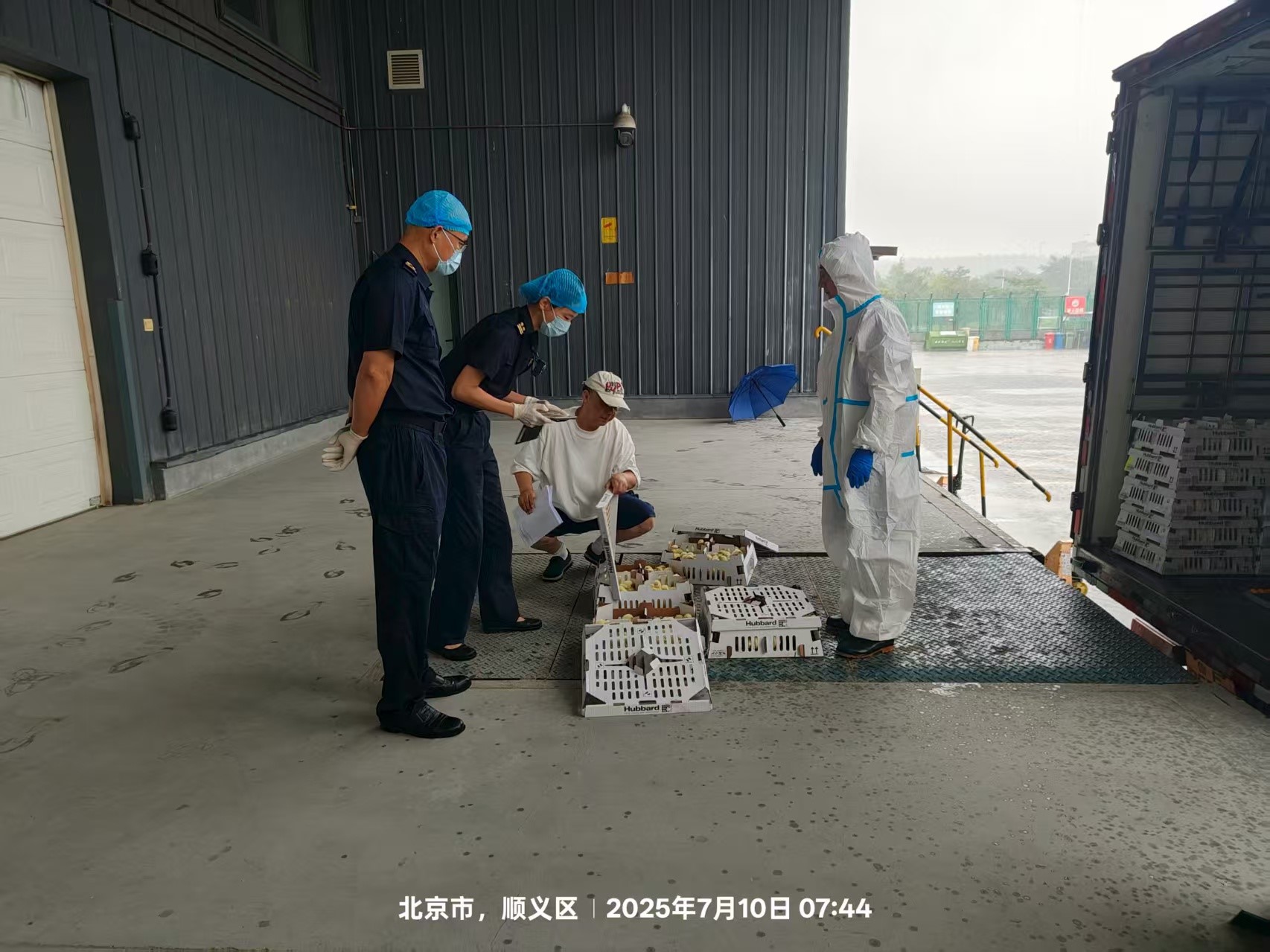 【喜訊】盛夏添新羽！盛夏添新羽！益生股份第六批法國利豐祖代種雞順利入境
